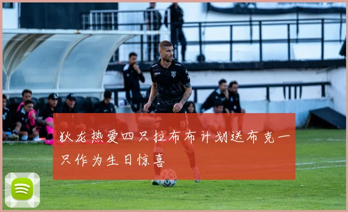狄龙热爱四只拉布布计划送布克一只作为生日惊喜